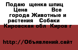 Подаю. щенка шпиц  › Цена ­ 27 000 - Все города Животные и растения » Собаки   . Кировская обл.,Киров г.